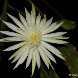 Epiphyllum hookeri guatemalensis GUAT ©Mario Veliz.jpg